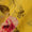 Chinon Chiffon Silk Feel Turmeric Yellow Colour Jaal Print 42 Inches Width Viscose Fabric