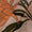 Linen Satin Feel Pale Peach Colour Floral Print 43 Inches Width Fabric