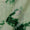 Organza Pista Green Colour Tie Dye with Thread Embroidered Fabric